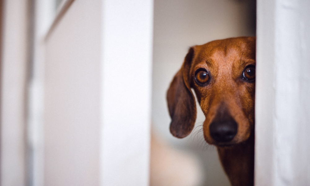 How to Calm an Anxious Dog Naturally (Without Medication)