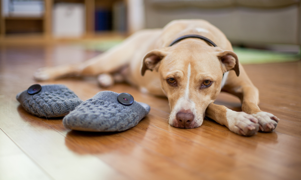 Separation Anxiety in Dogs: Signs, Causes & How to Calm Your Dog