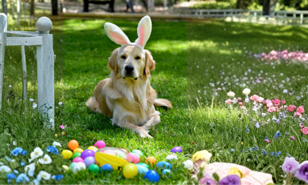 Why Chocolate is Dangerous for Dogs (And How to Keep Them Safe This Easter)