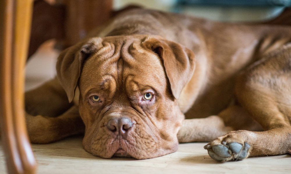 5 Signs Your Dog Has Gut Health Issues (And What To Do)