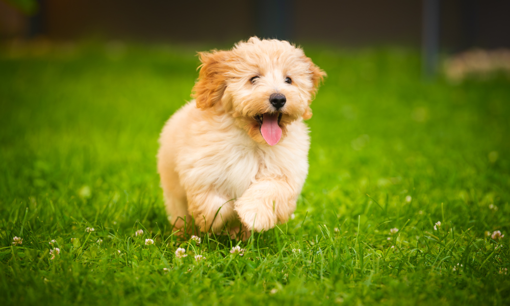 At What Age Should Dogs Start Joint Supplements? (Vet-Informed Guide)