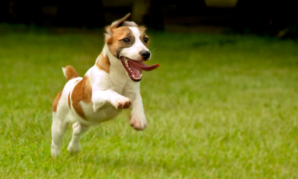 Best Joint Supplements for Dogs (What Actually Works in 2026)