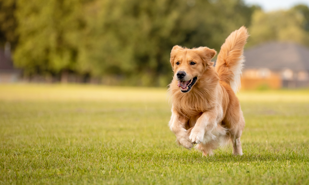 Signs of Joint Pain in Dogs (And How to Support Them Naturally)