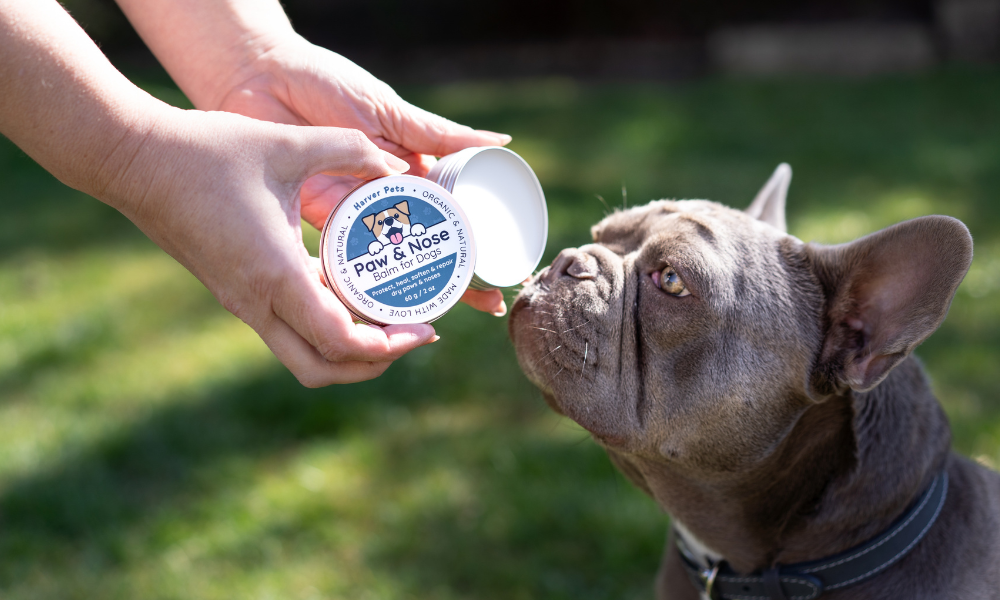 4 Benefits of Paw Balm for Dogs (And Why It’s Essential for Healthy Paws)