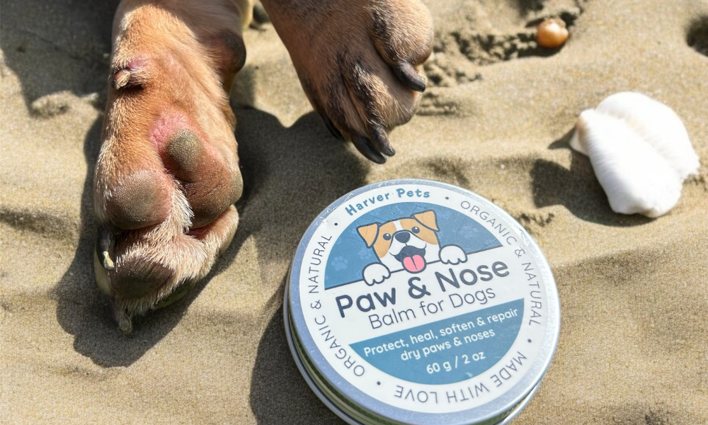 How to Treat Cracked Dog Paws at Home (Safe & Effective Remedies)