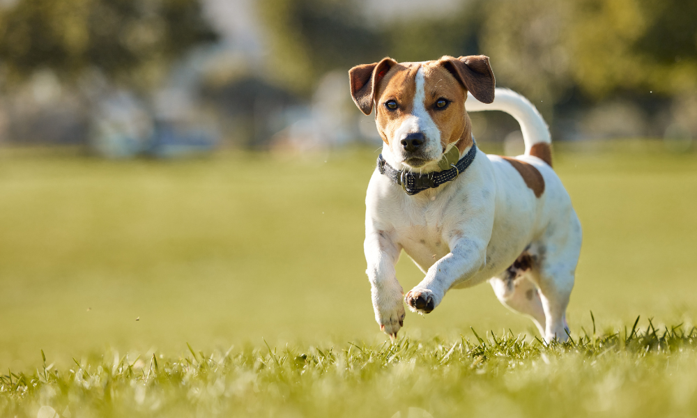 Best Probiotics for Dogs (What to Look For & What Actually Works)