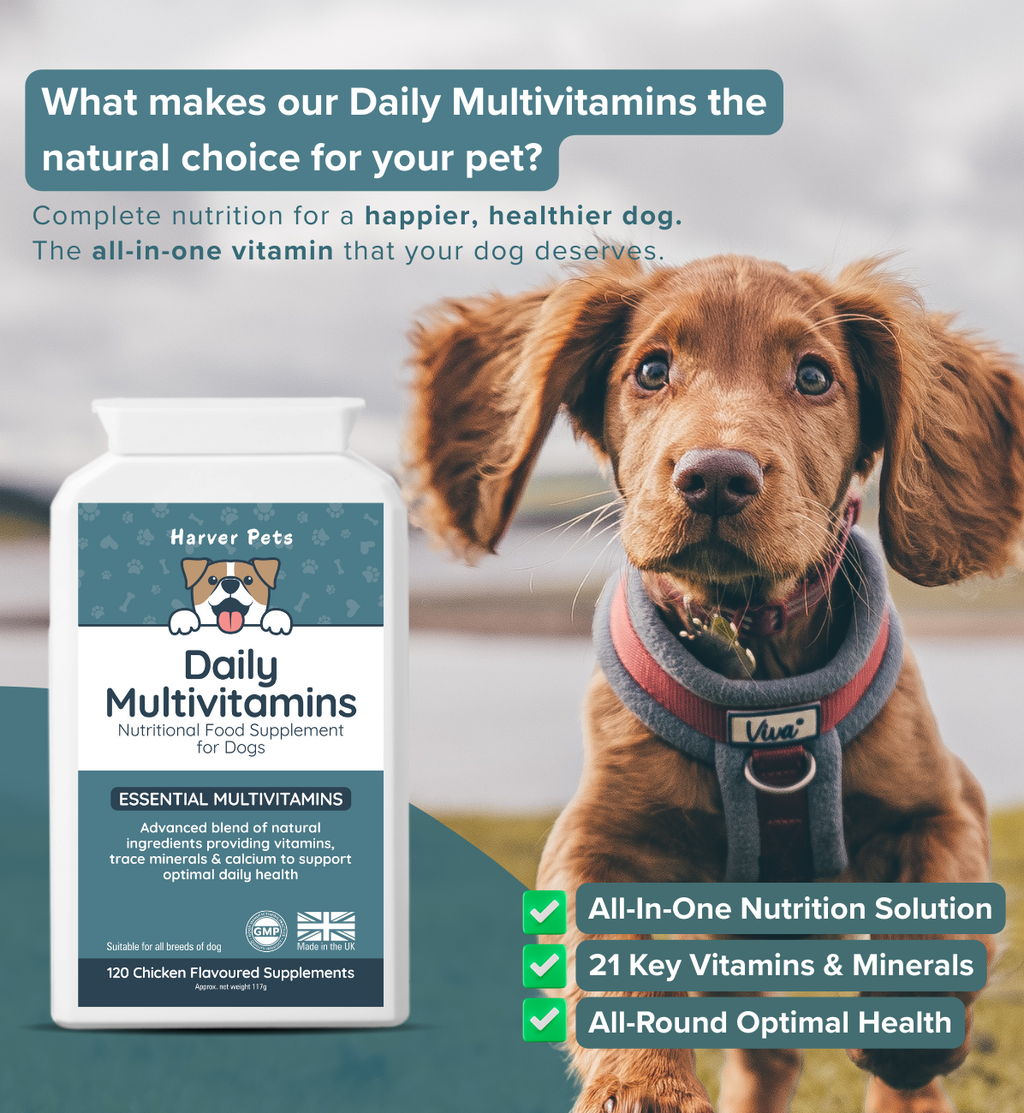 Dog with Daily Multivitamins supplement bottle and text about product benefits