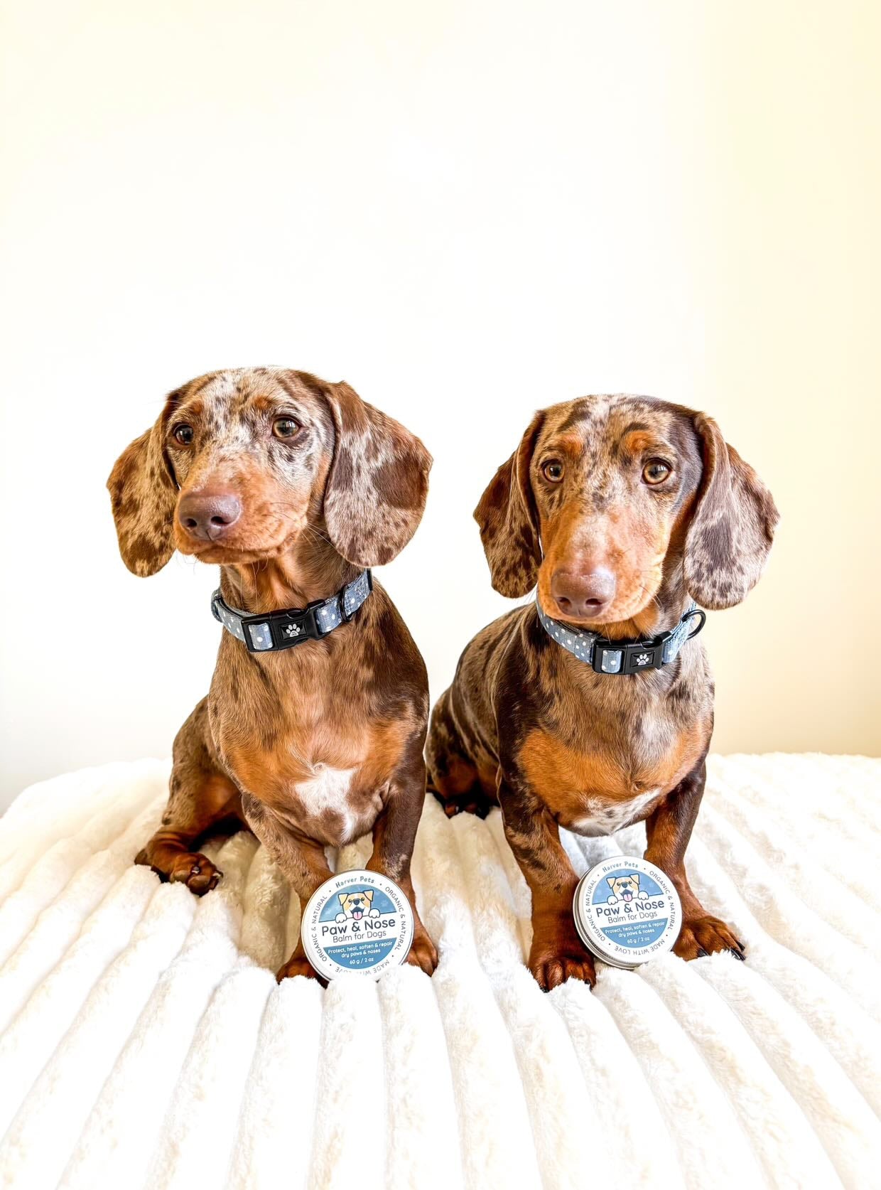 Two dachshunds wearing collars with tags on a white blanket with Harver Pets Paw Balm