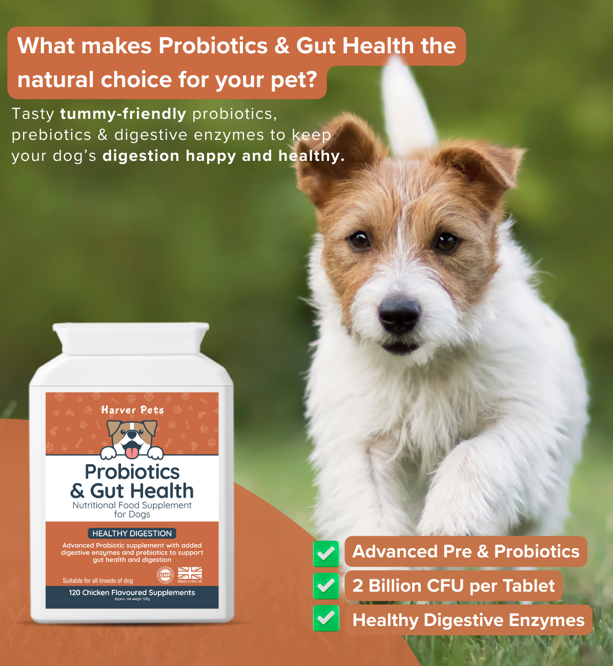 Dog with probiotics and gut health supplement bottle on a natural background