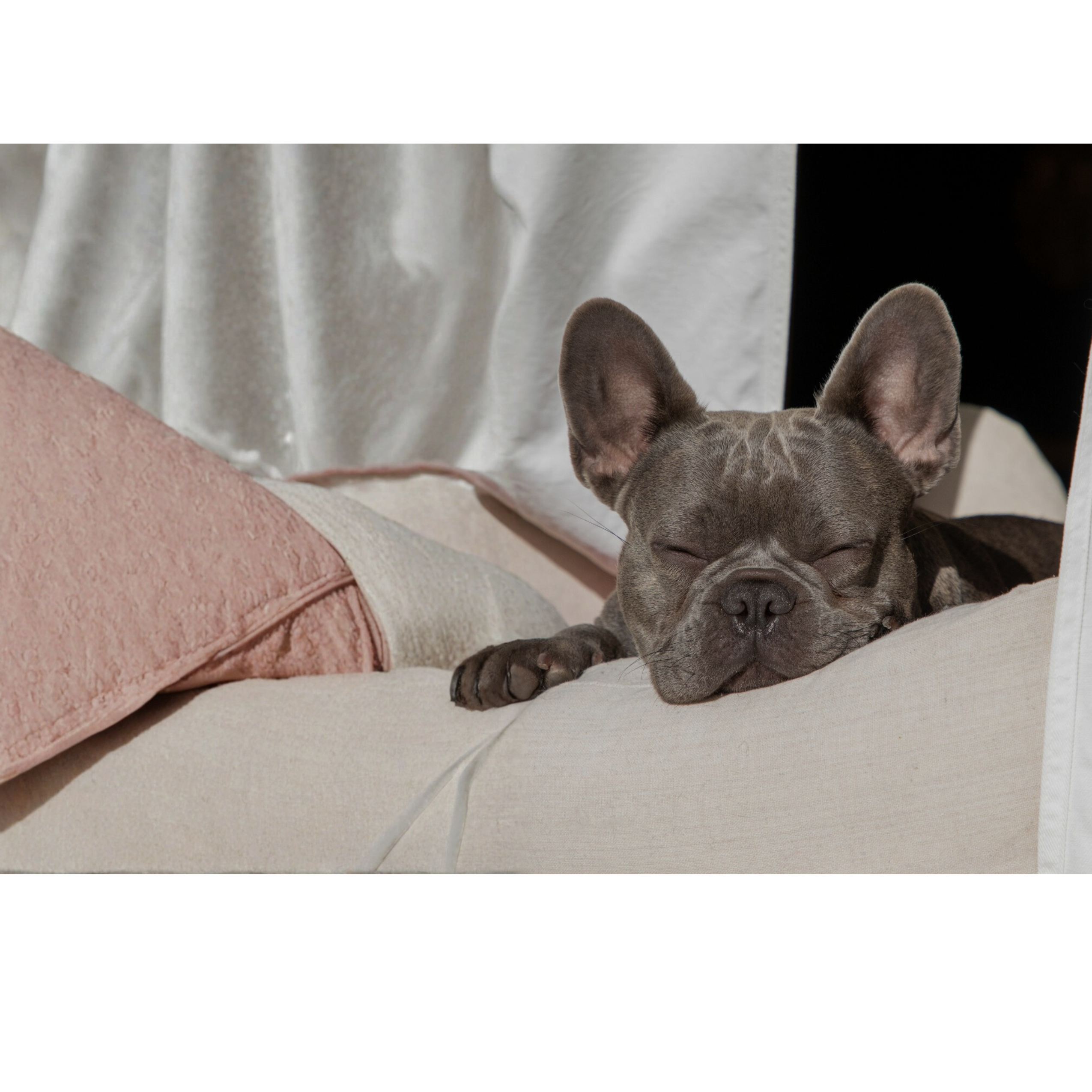 Sleeping dog on a cushion with a blurred background