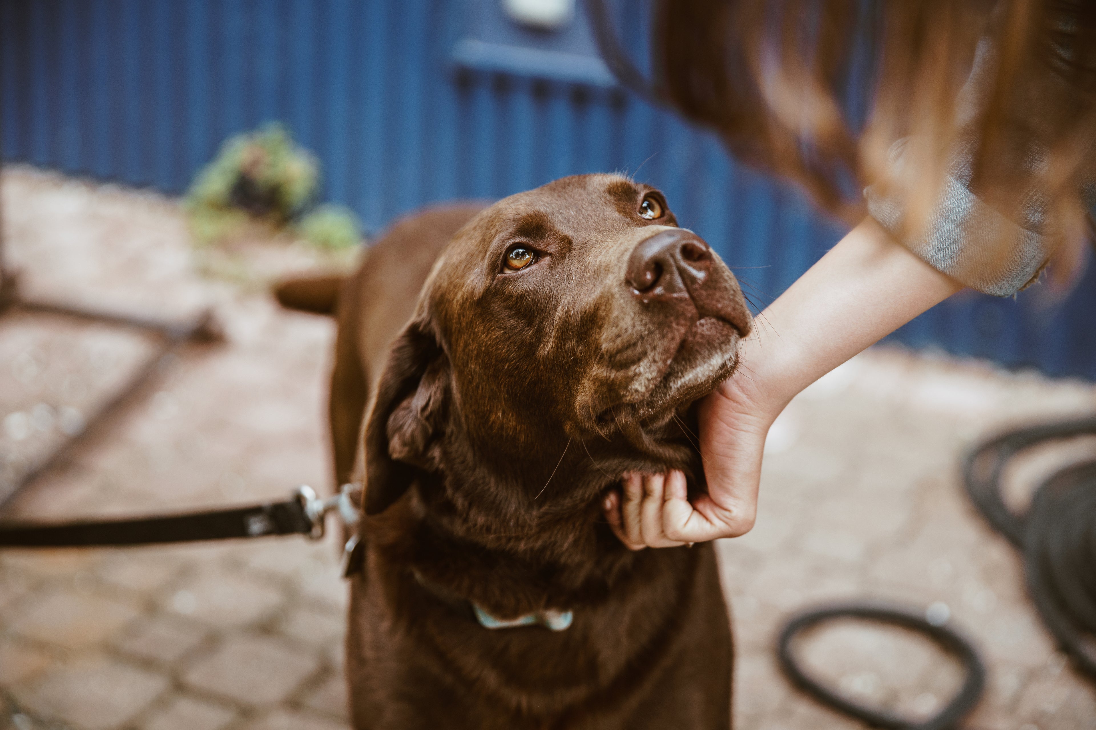 Brown labrador looking up with a blurred outdoor background