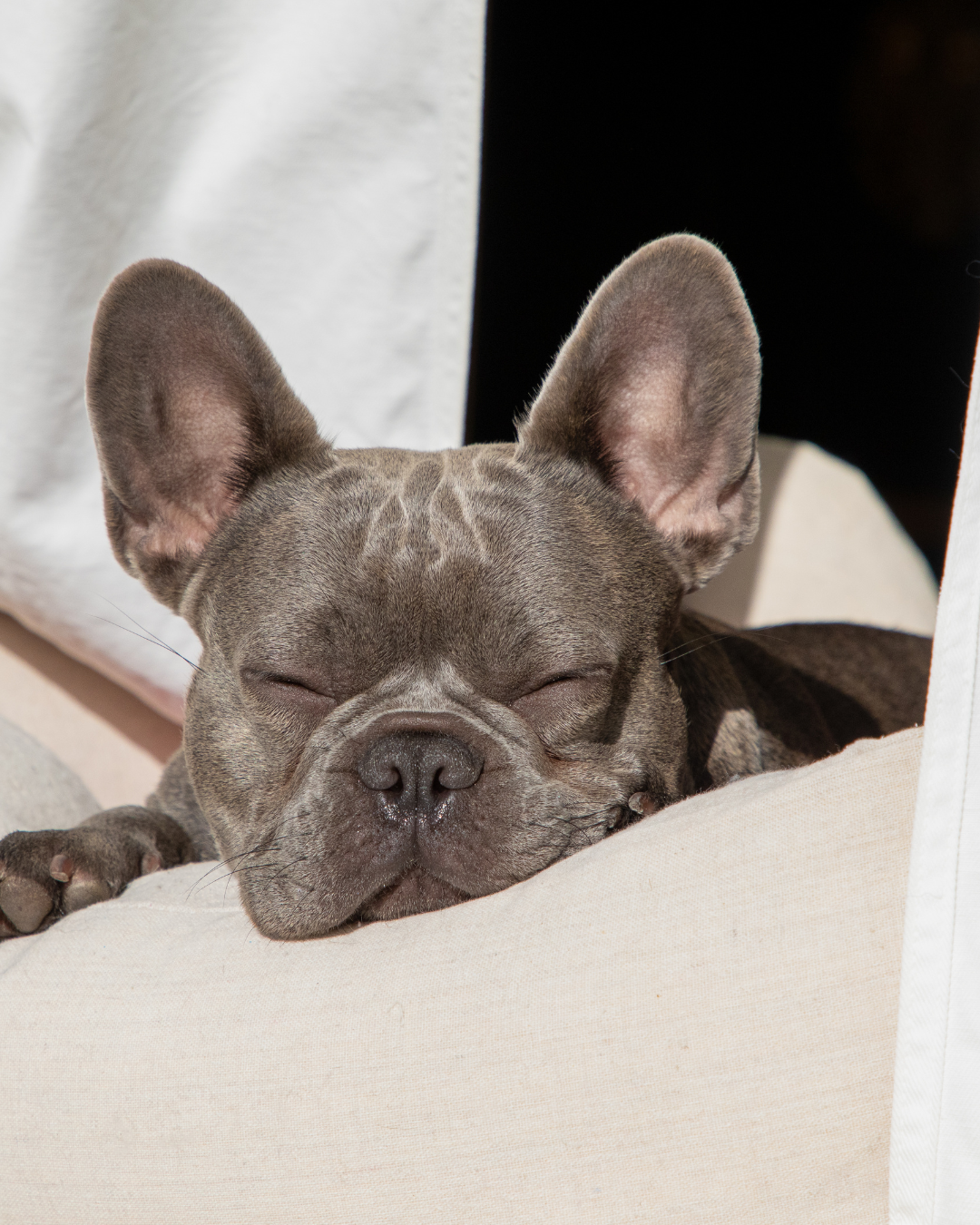 Sleeping French Bulldog on a soft surface in the sunlight